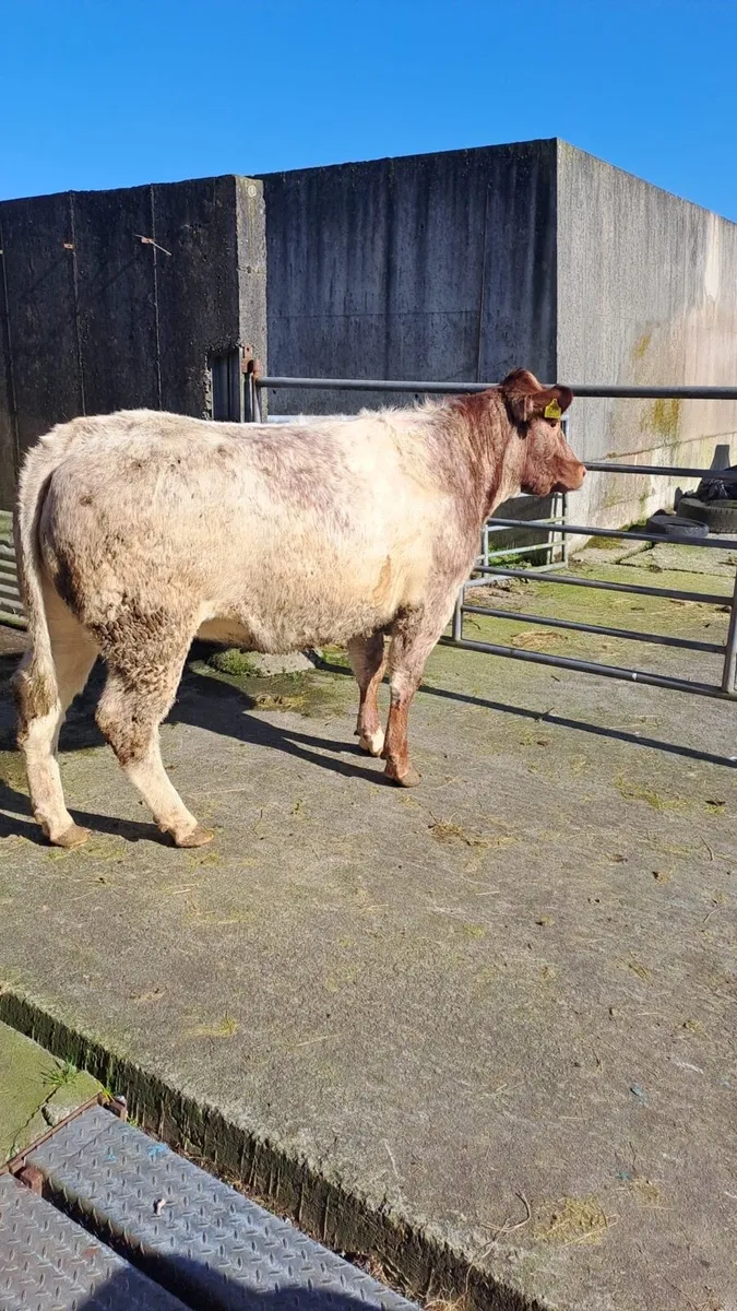 Breeding/Show Heifer - Image 3