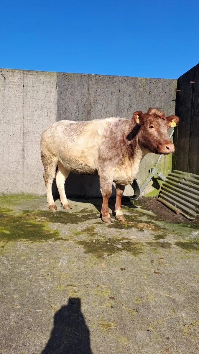 Breeding/Show Heifer - Image 4