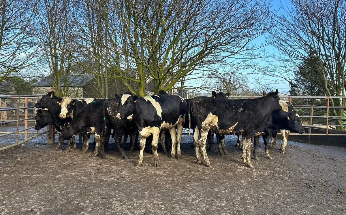 15 High EBI Maiden Heifers - Image 3