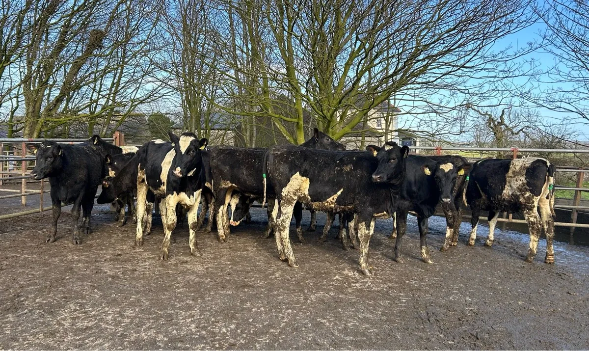 15 High EBI Maiden Heifers - Image 1