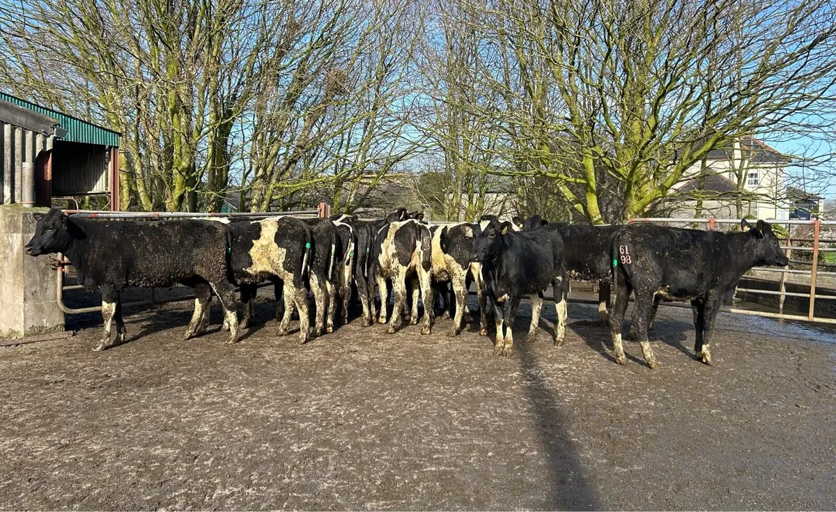 15 High EBI Maiden Heifers - Image 2