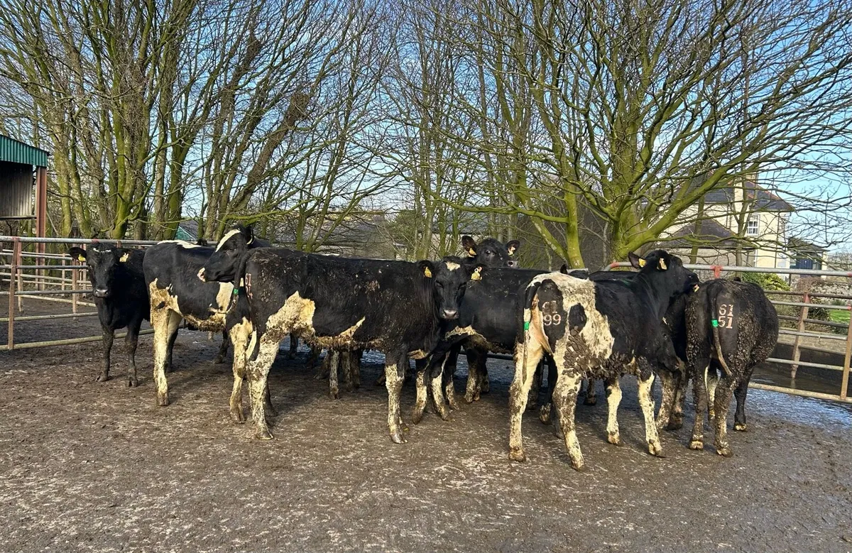 15 High EBI Maiden Heifers - Image 4