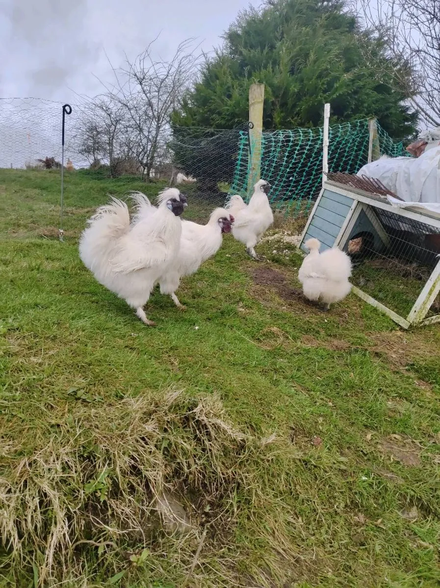 Silkie cockerels - Image 1