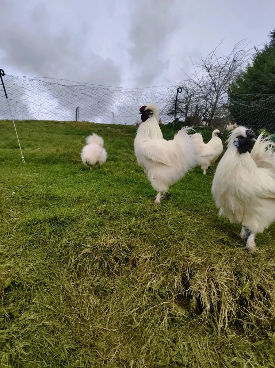 Silkie cockerels - Image 3