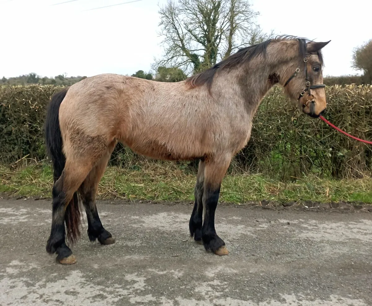 3 Year Connemara Filly - Image 1