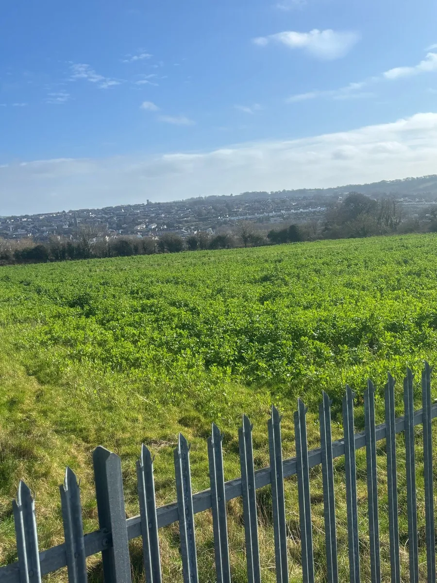 Forage Rape for zero grazing - Image 1