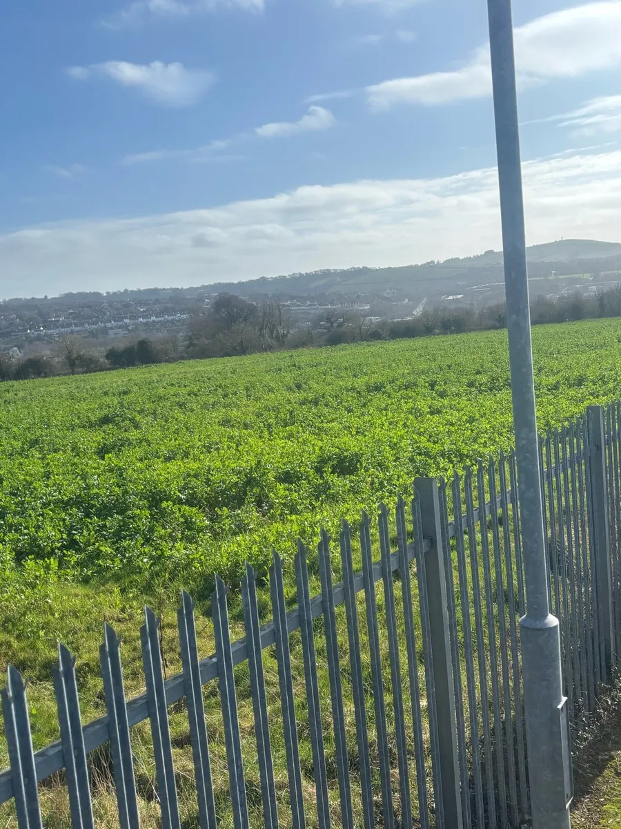 Forage Rape for zero grazing - Image 2