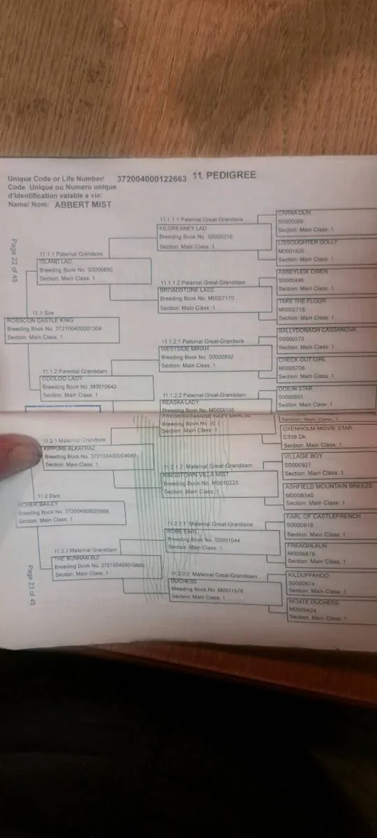 3 Year Connemara Filly - Image 2