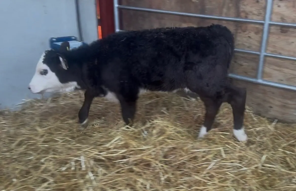 ❌ red white head Hefeirs ❌ - Image 2