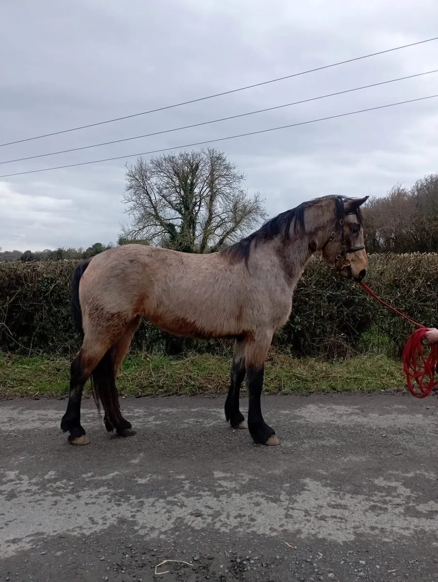 3 Year Connemara Filly - Image 4