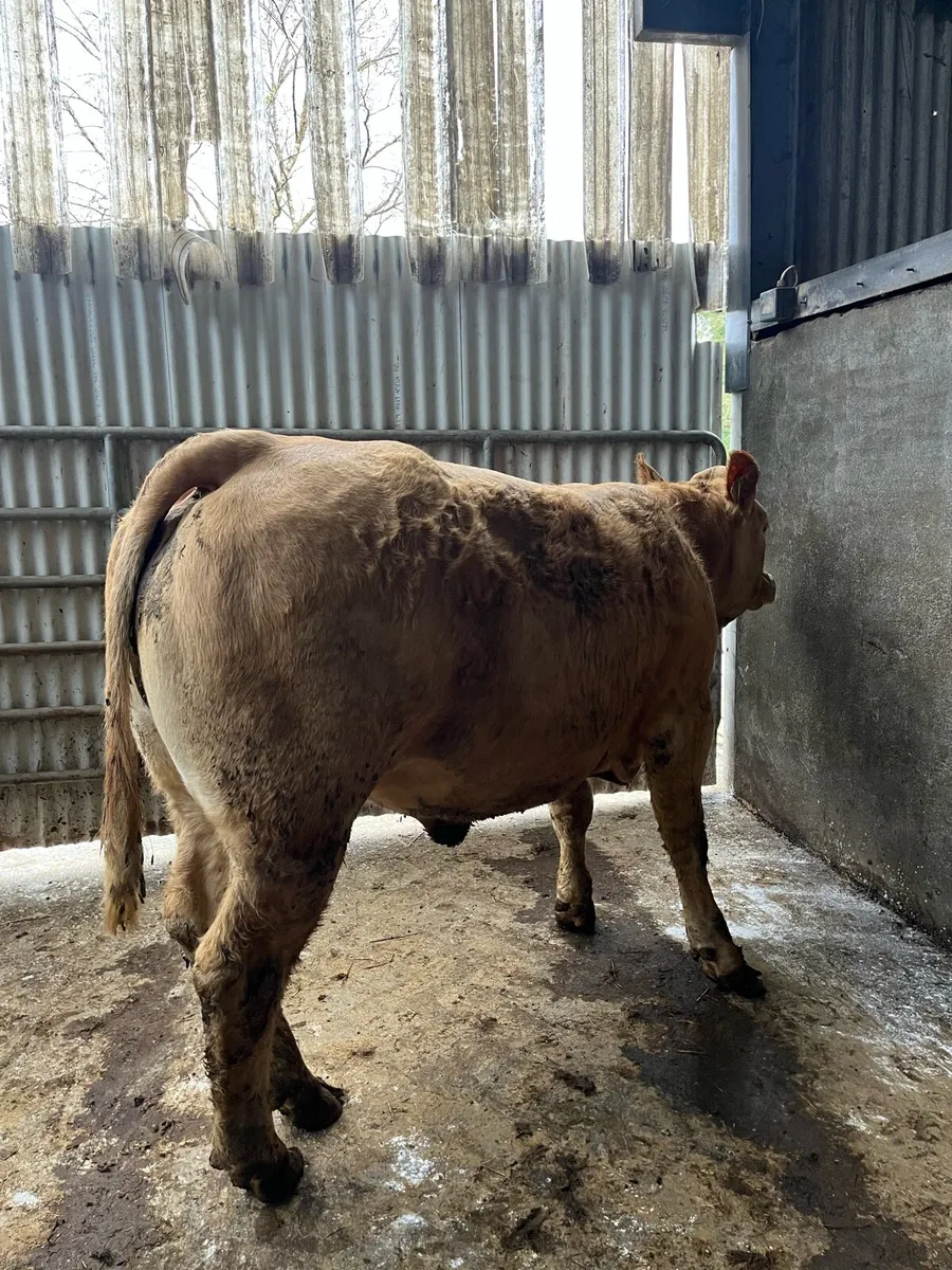 3 LMx Breeding Heifers - Image 3