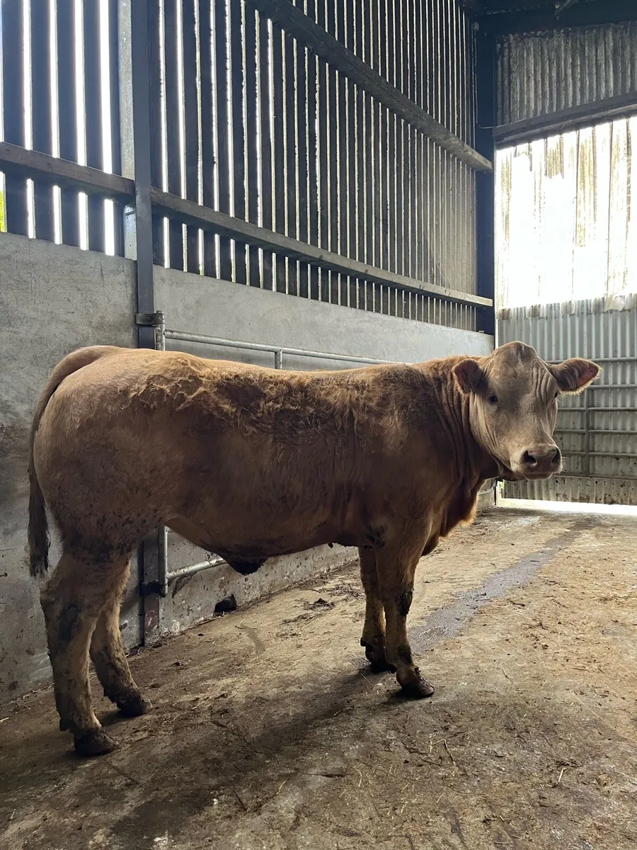 3 LMx Breeding Heifers - Image 1