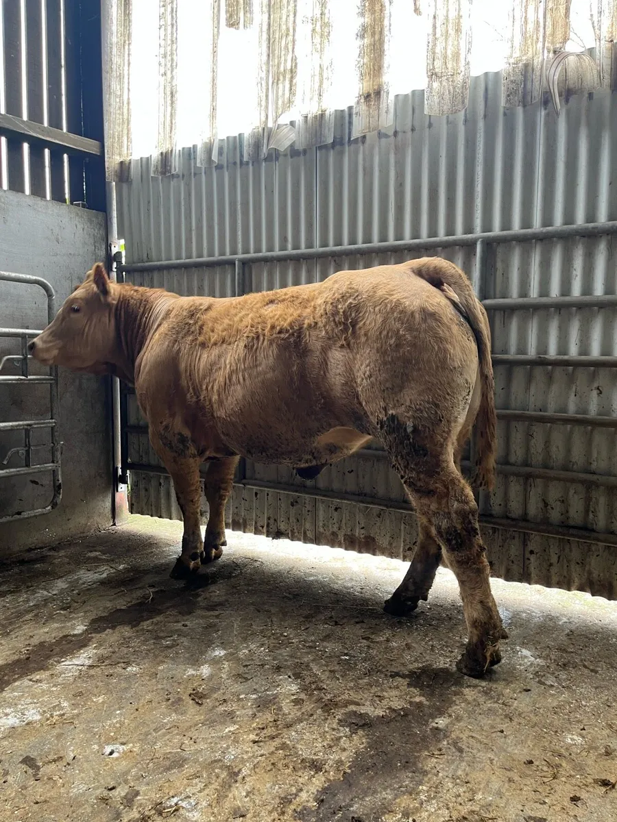 3 LMx Breeding Heifers - Image 2