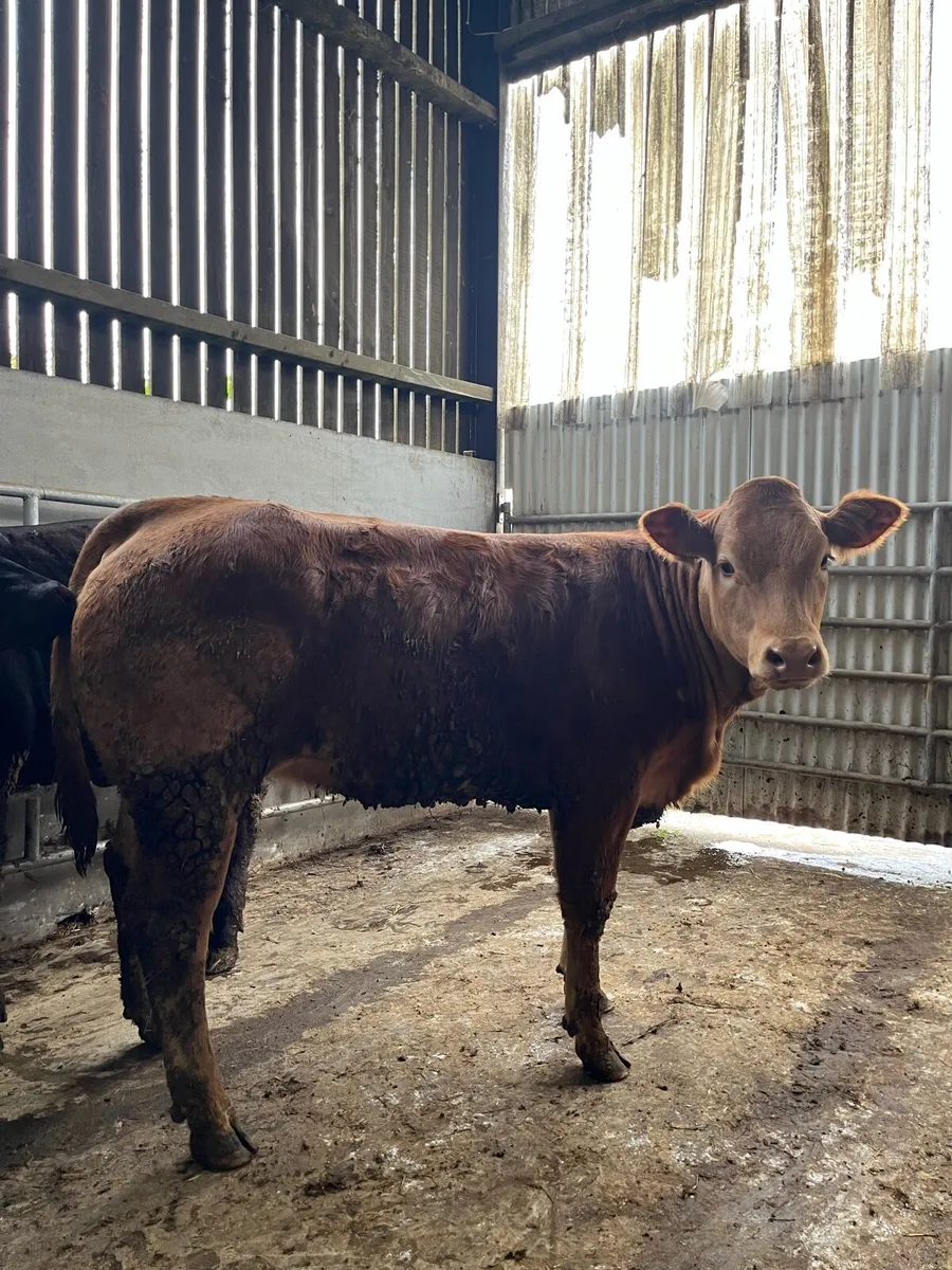 3 LMx Breeding Heifers - Image 4