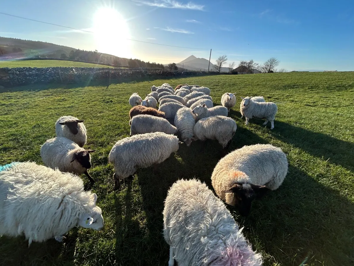40 Ewe Hoggets – Suffolk & Texel Cross - Image 1