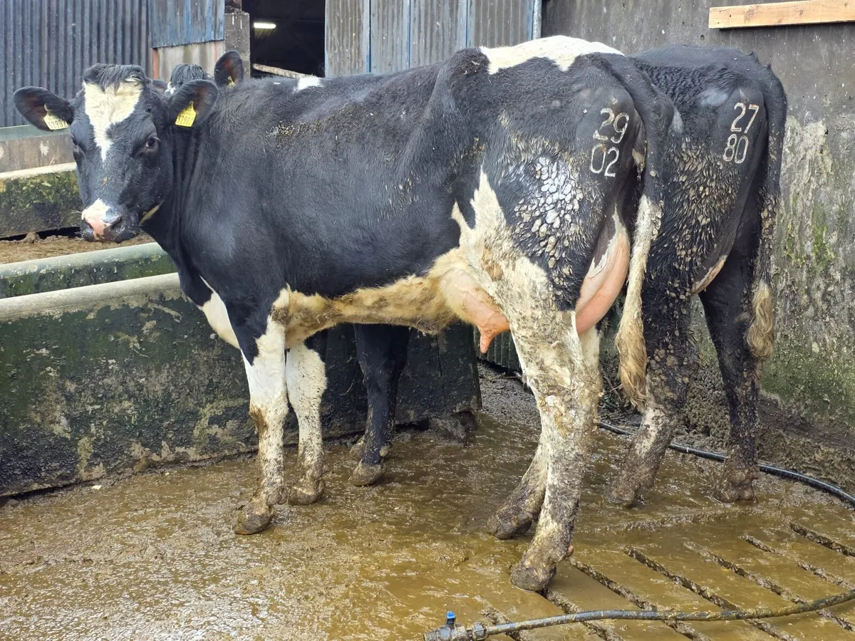 Cork Marts Corrin Fermoy Dairy sale Friday 6th - Image 4