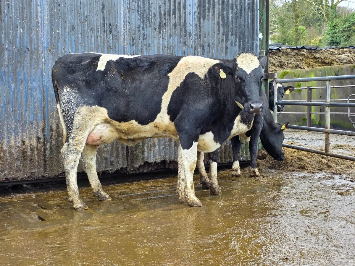 Cork Marts Corrin Fermoy Dairy sale Friday 6th - Image 1