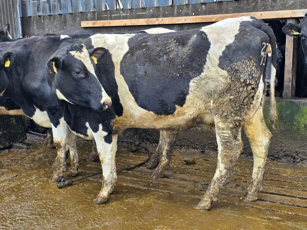Cork Marts Corrin Fermoy Dairy sale Friday 6th - Image 2