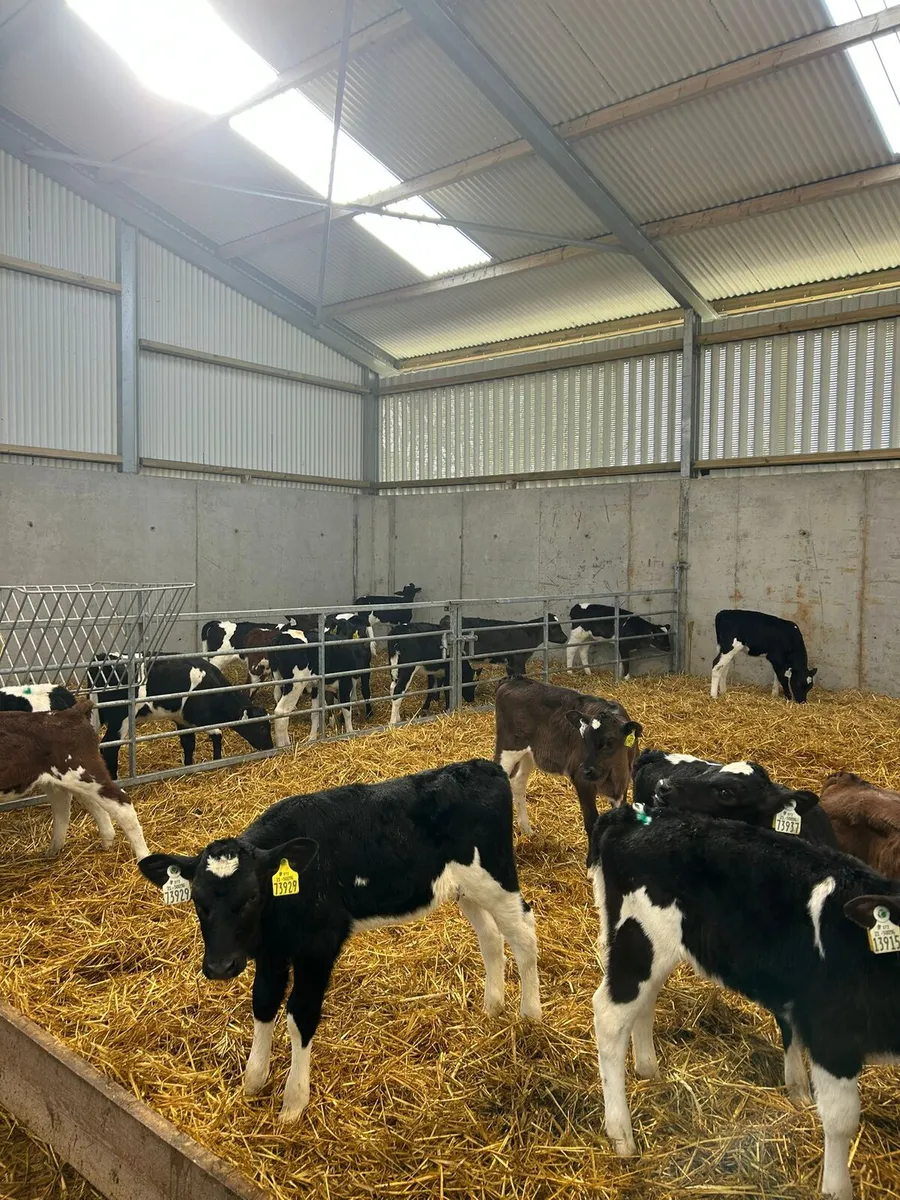 15 AI Bred Heifer Calves