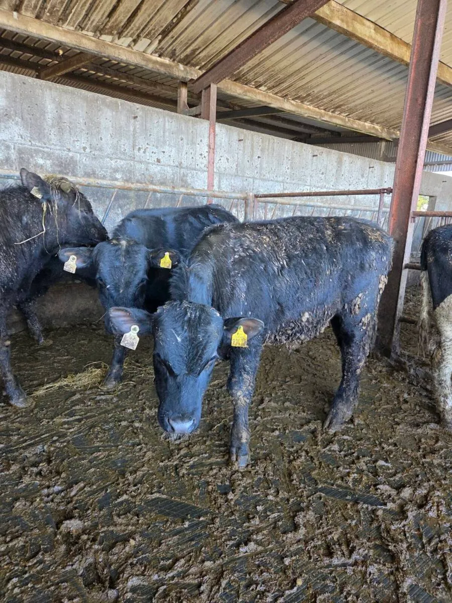 AAX BULL WEANLINGS - Image 2