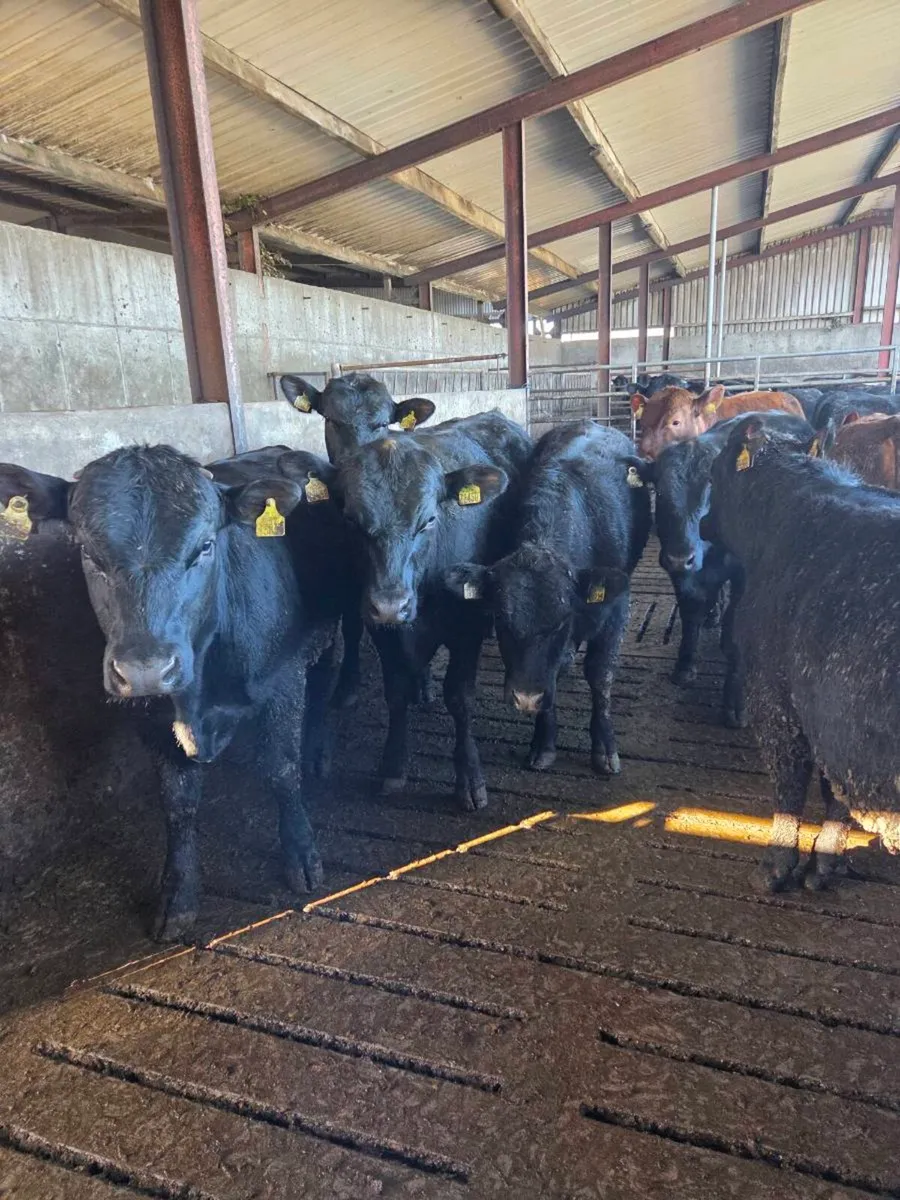 AAX BULL WEANLINGS - Image 1