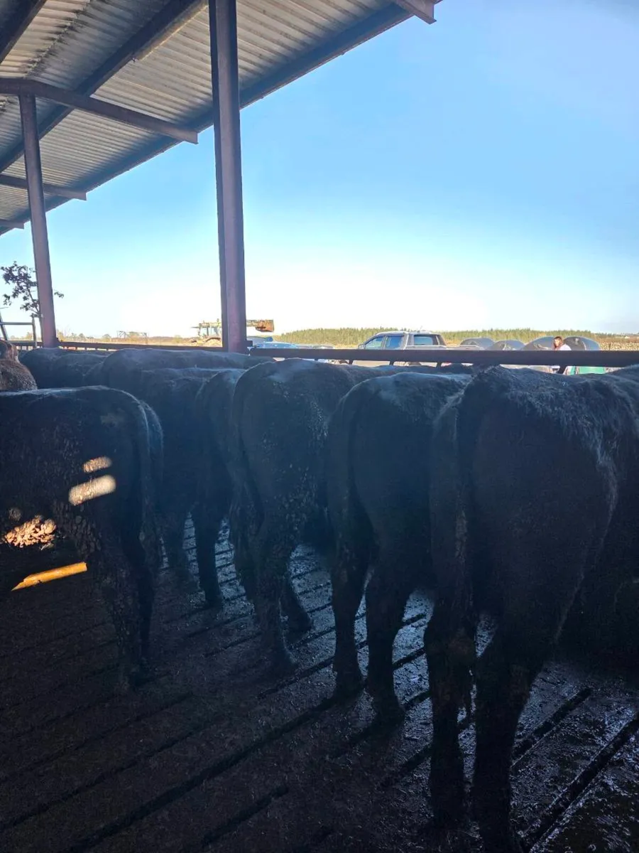 AAX BULL WEANLINGS - Image 3