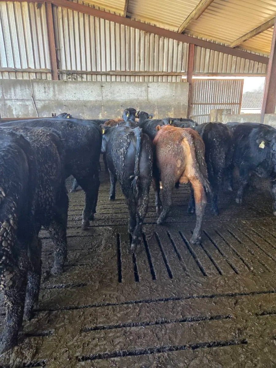 AAX BULL WEANLINGS - Image 4