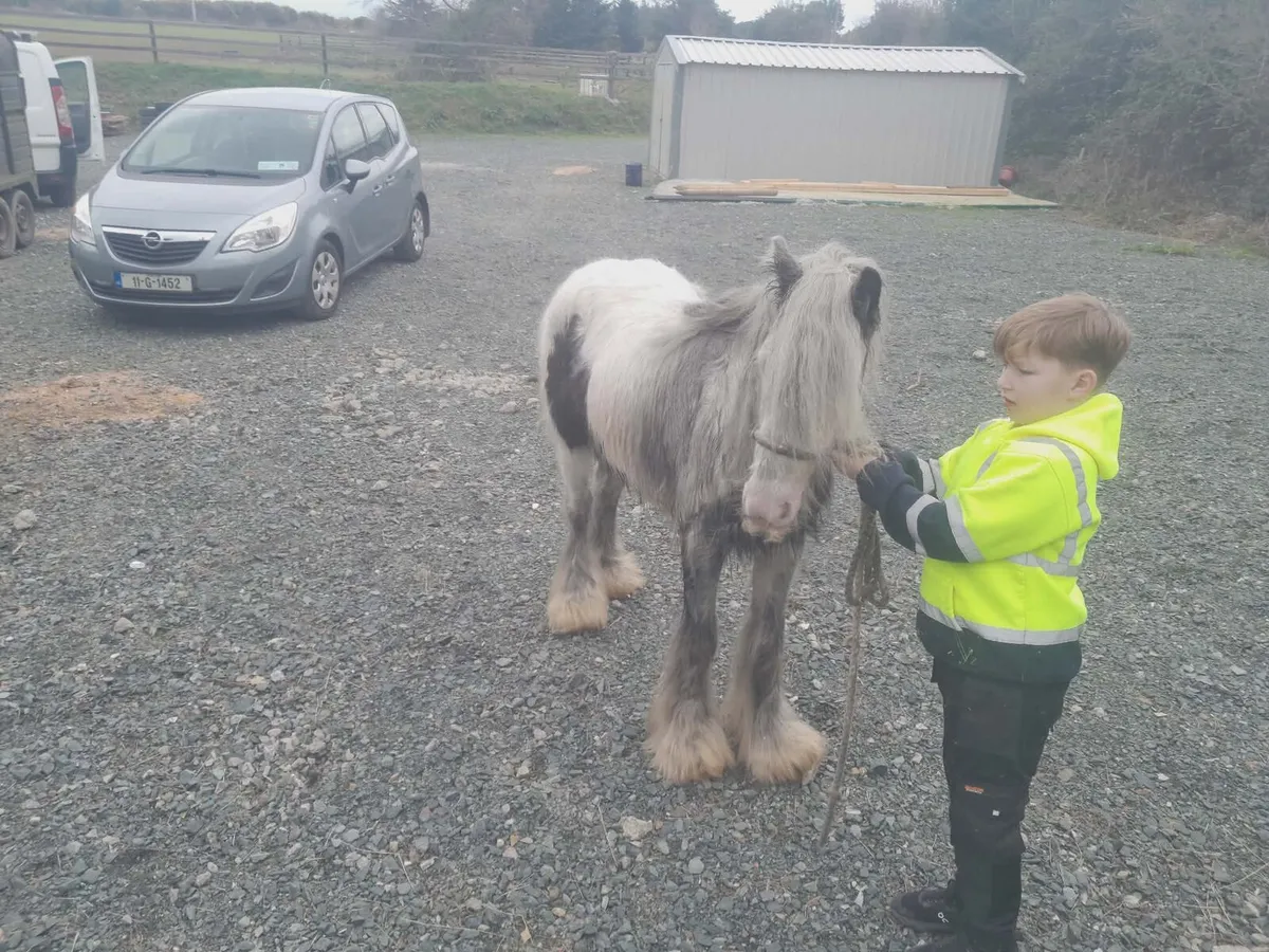Very good 2-year-old  white Pony - Image 2
