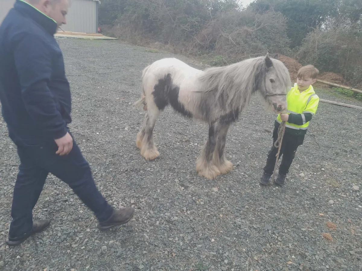 Very good 2-year-old  white Pony - Image 4
