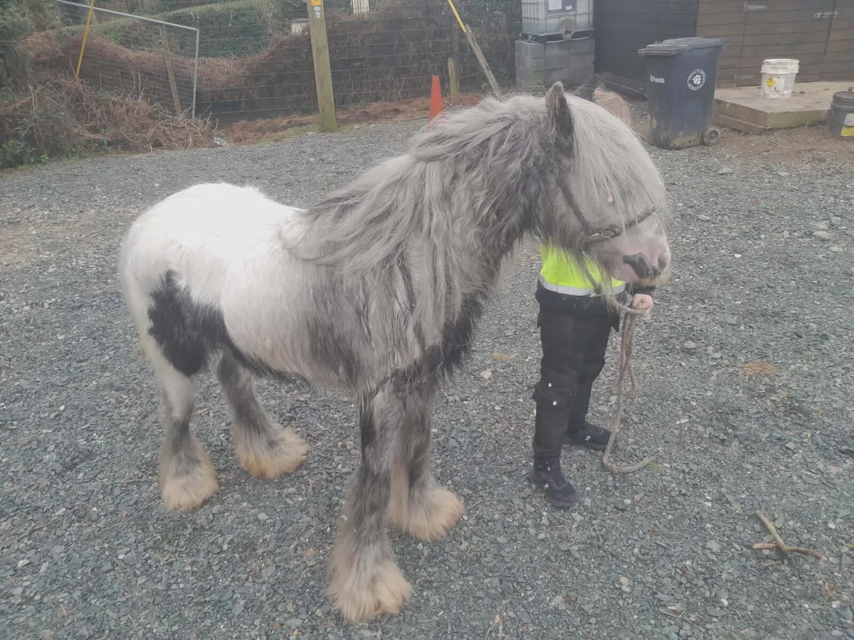 Very good 2-year-old  white Pony - Image 1