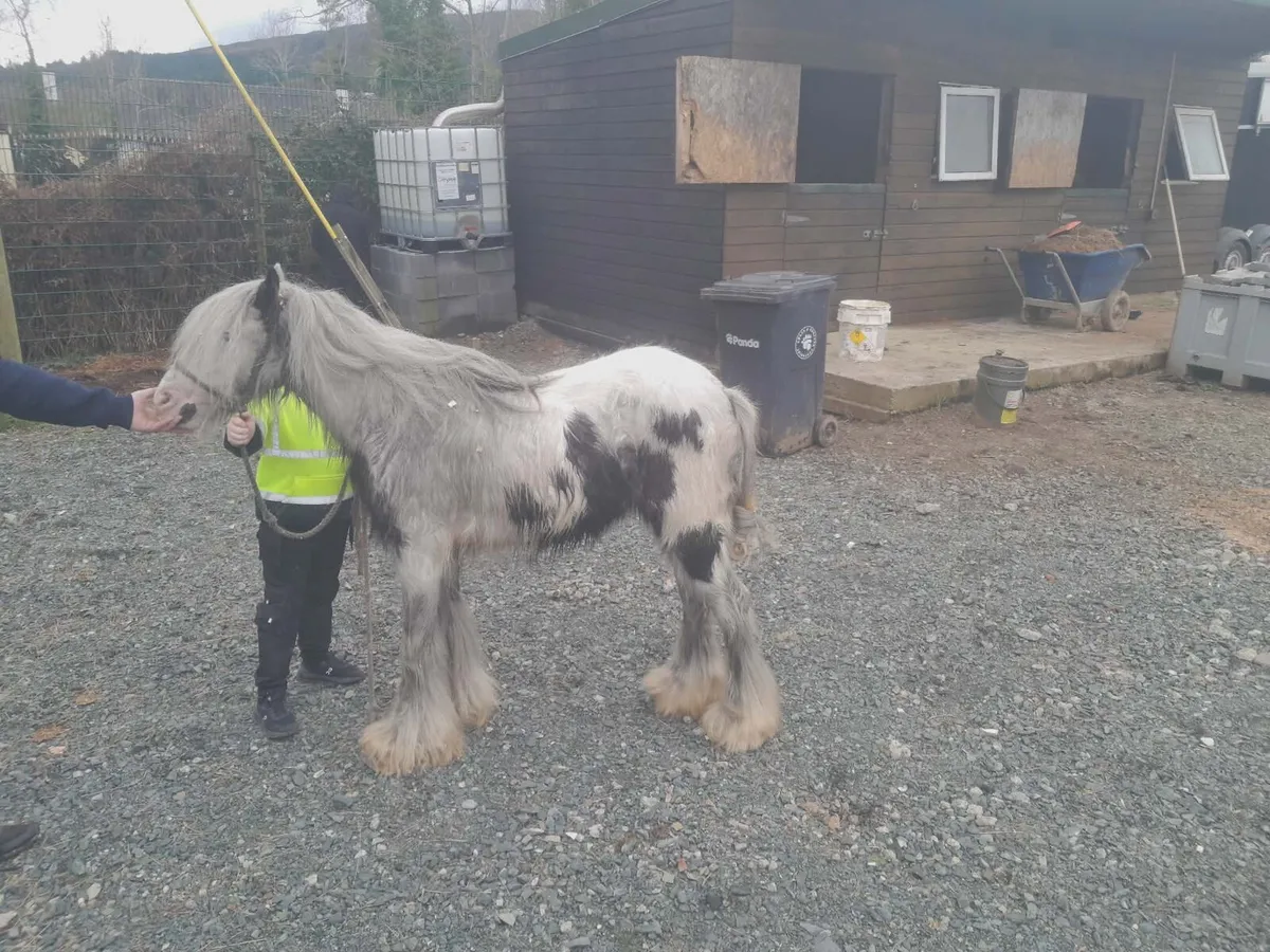 Very good 2-year-old  white Pony - Image 3