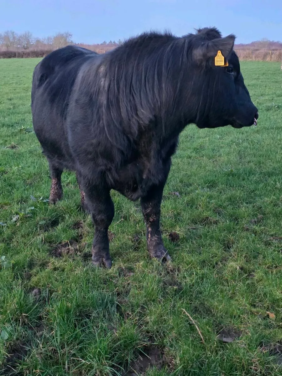 3.no 5✨️ AI pedigree Angus Bulls for sale - Image 1