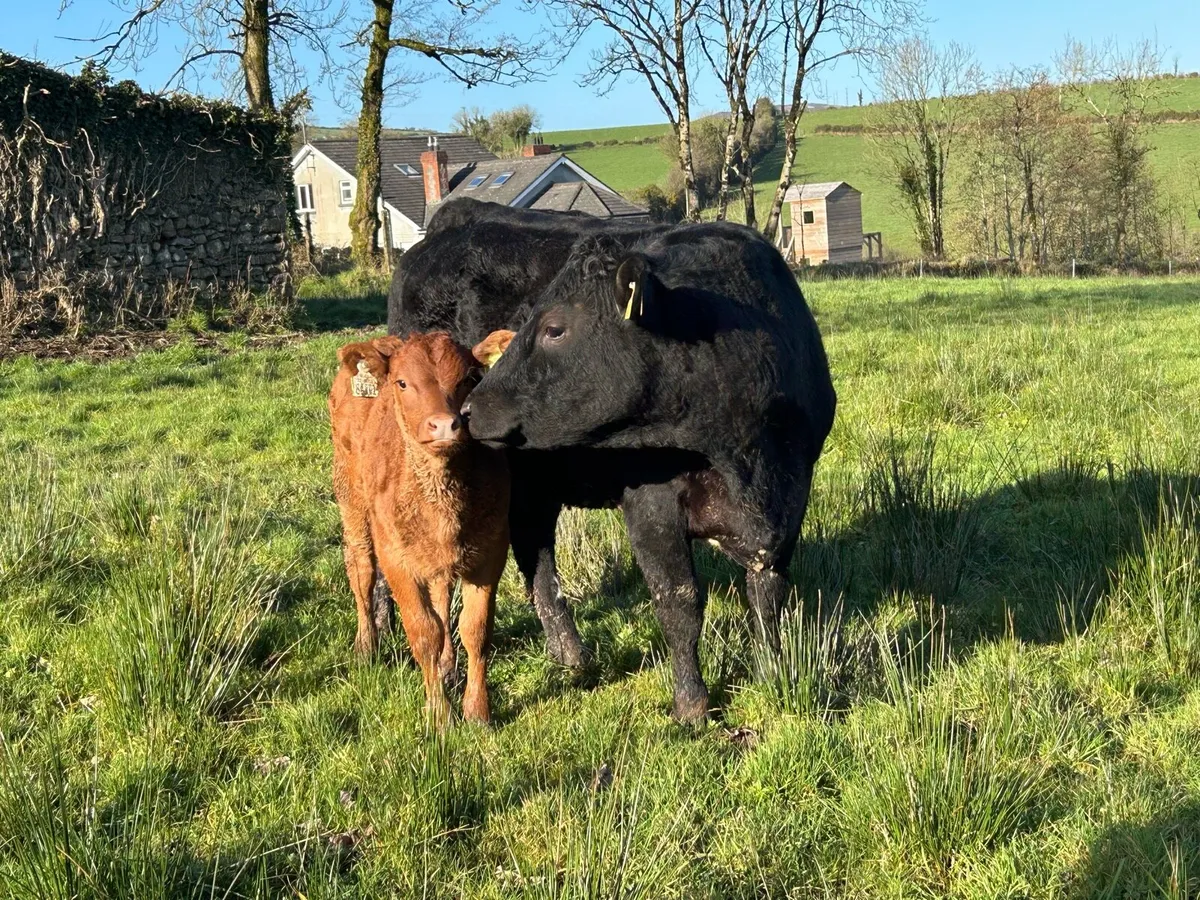 Full Symbol Organic First Calved Cow & Calf - Image 3