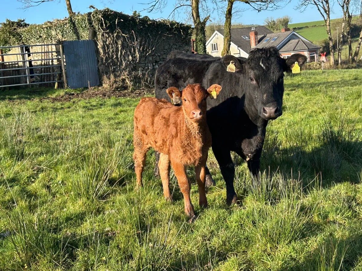 Full Symbol Organic First Calved Cow & Calf - Image 1