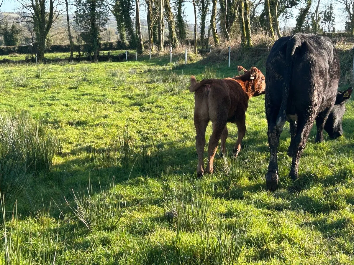 Full Symbol Organic First Calved Cow & Calf - Image 4
