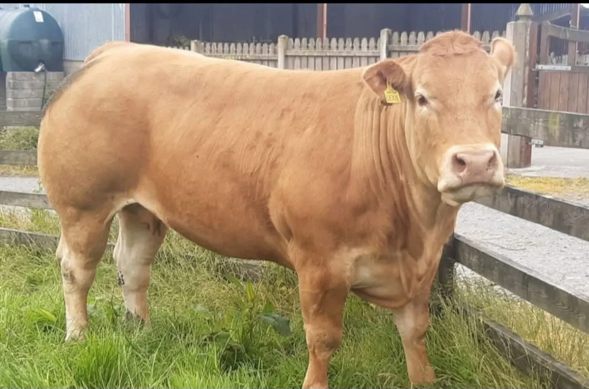 Pedigree limousin cow - Image 3