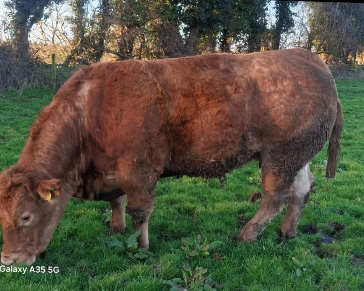 Pedigree limousin cow - Image 1