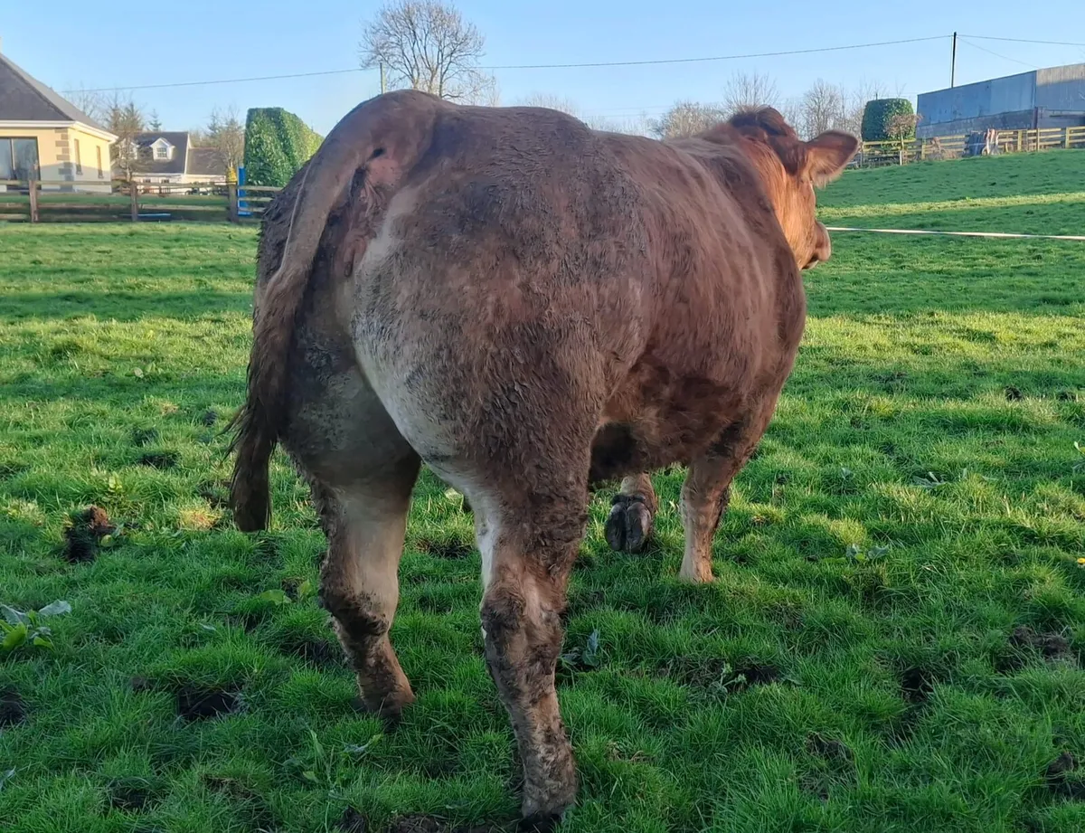 Pedigree limousin cow - Image 4