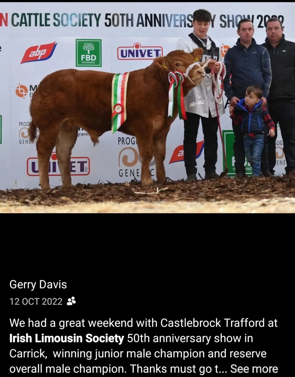 Pedigree limousin cow - Image 2