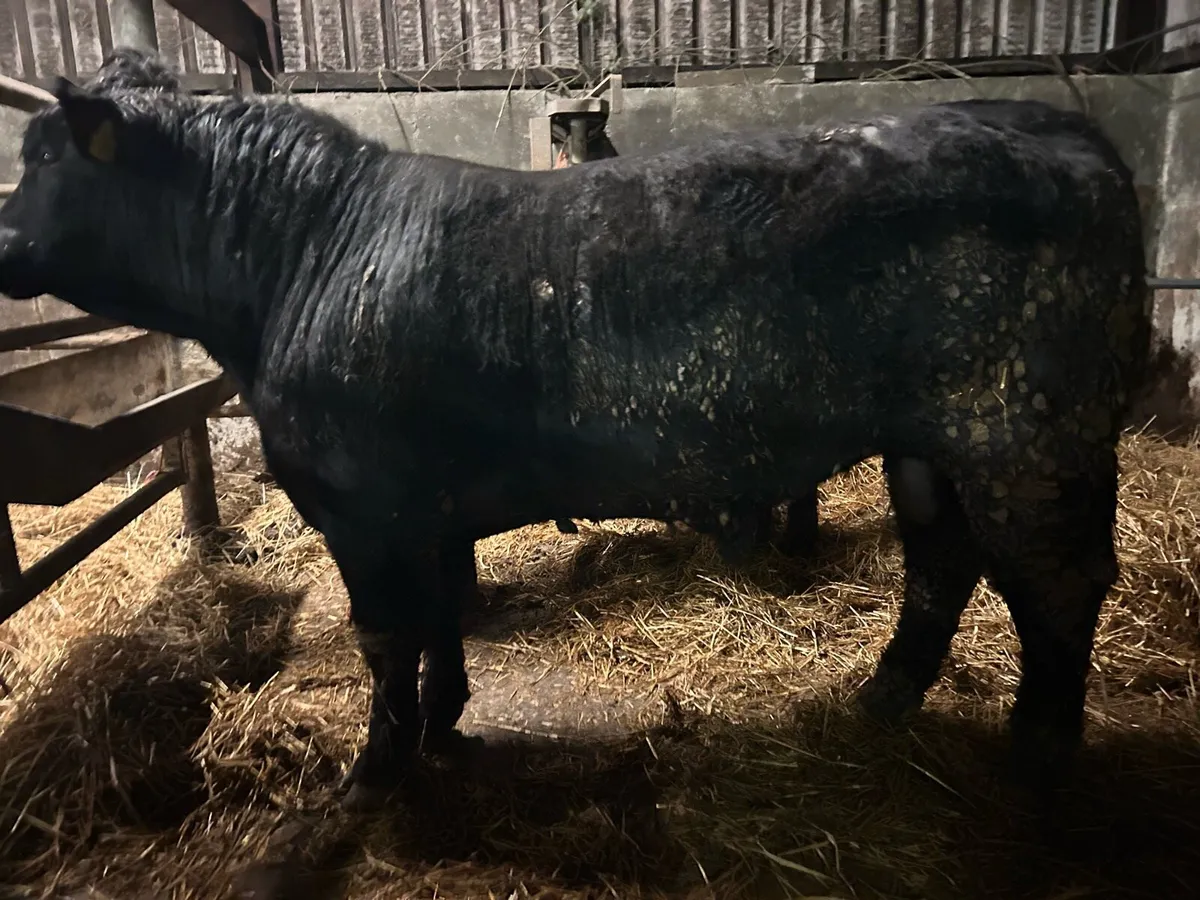 PED ANGUS & HEREFORD BULLS - Image 3