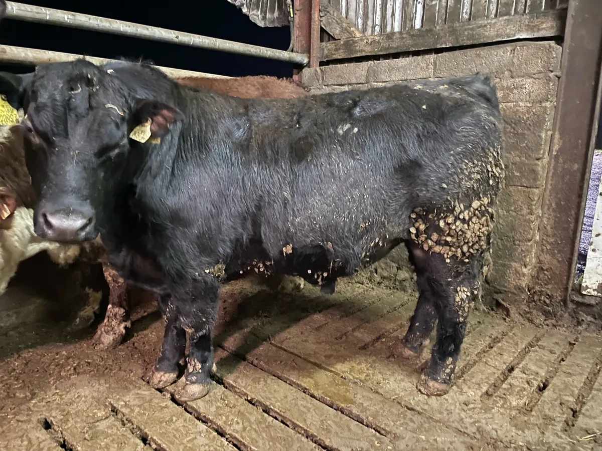 PED ANGUS & HEREFORD BULLS - Image 2