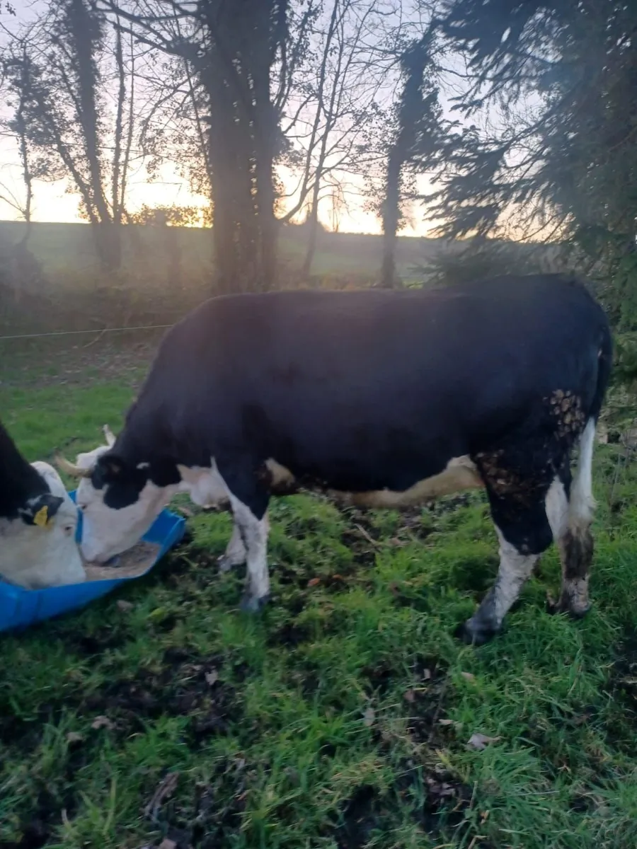 Dry cows - Image 1