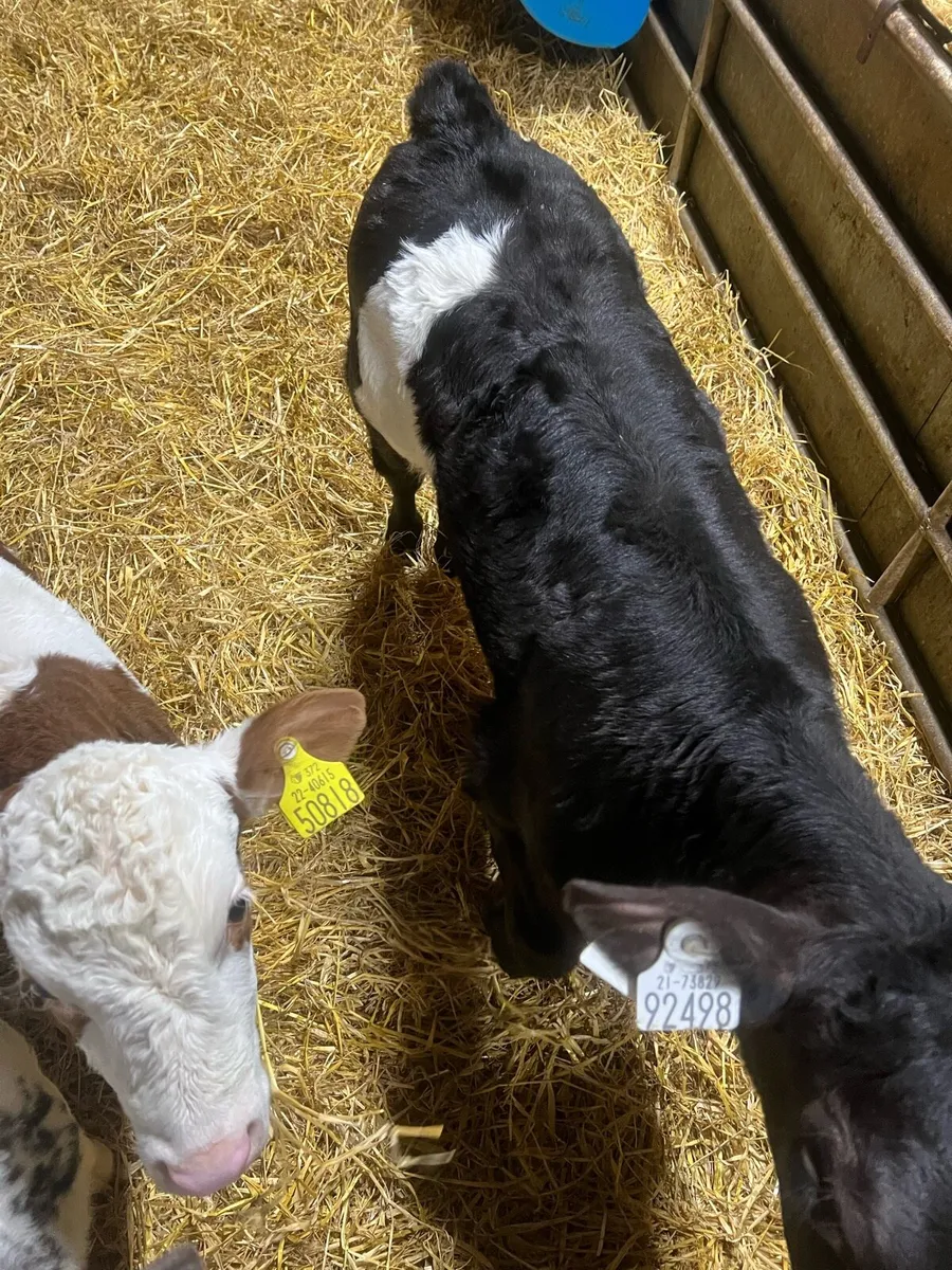 Continental heifer calf’s for sale - Image 3