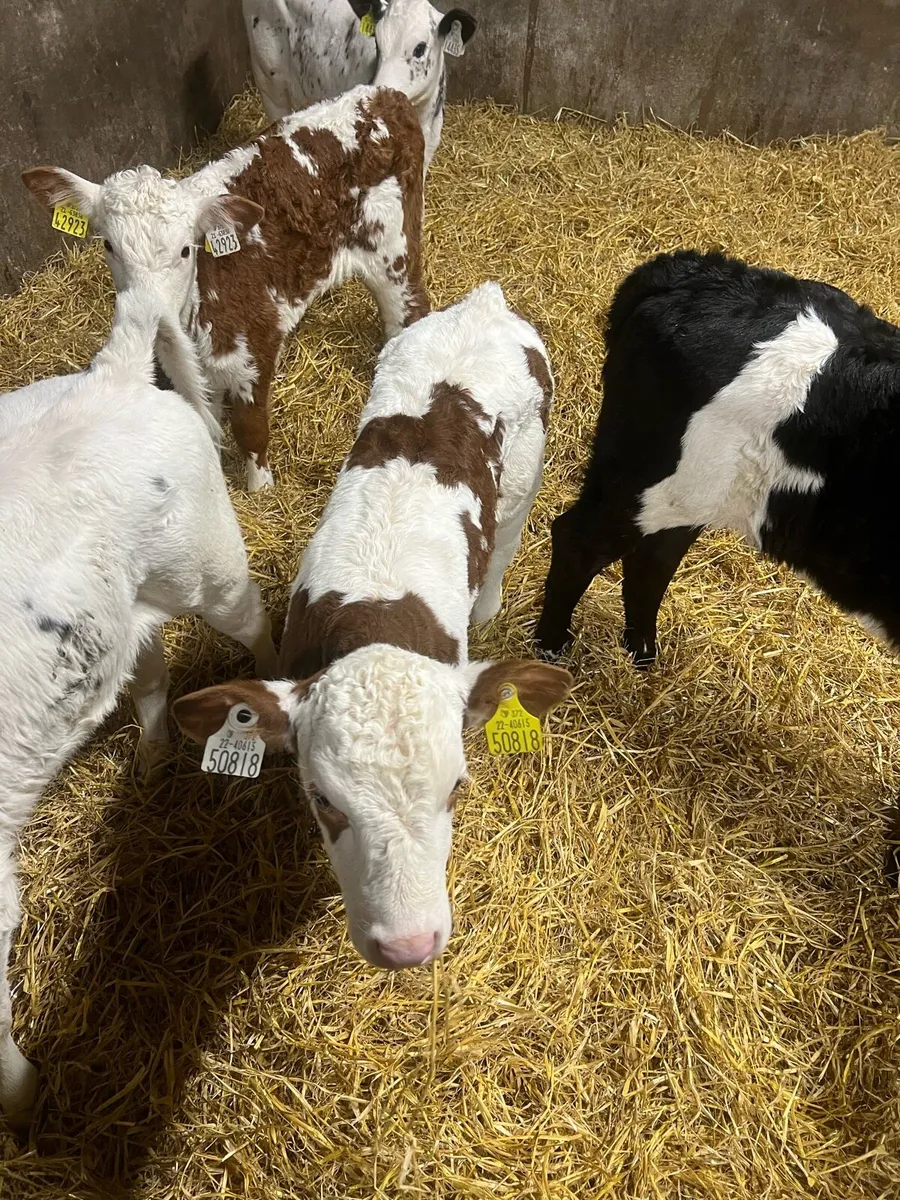 Continental heifer calf’s for sale - Image 4