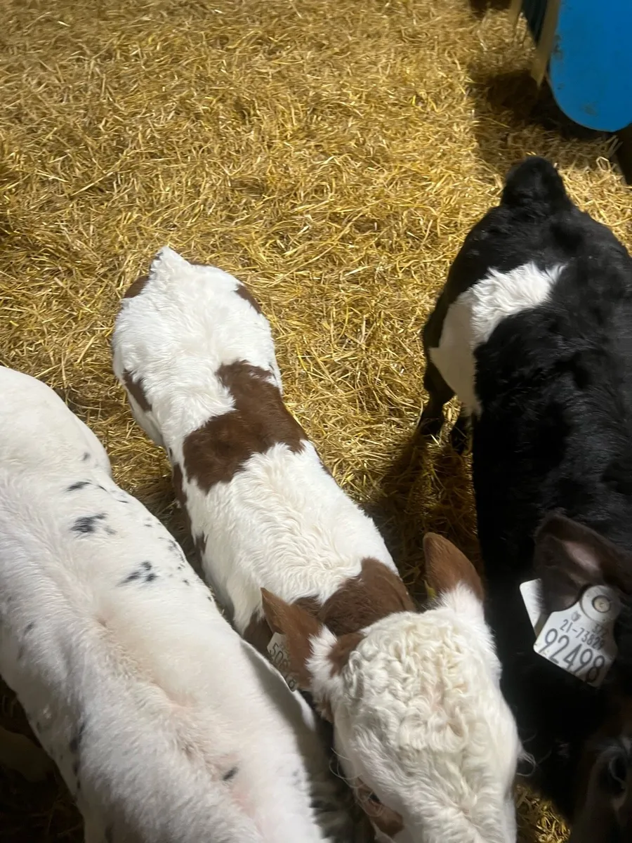 Continental heifer calf’s for sale - Image 1