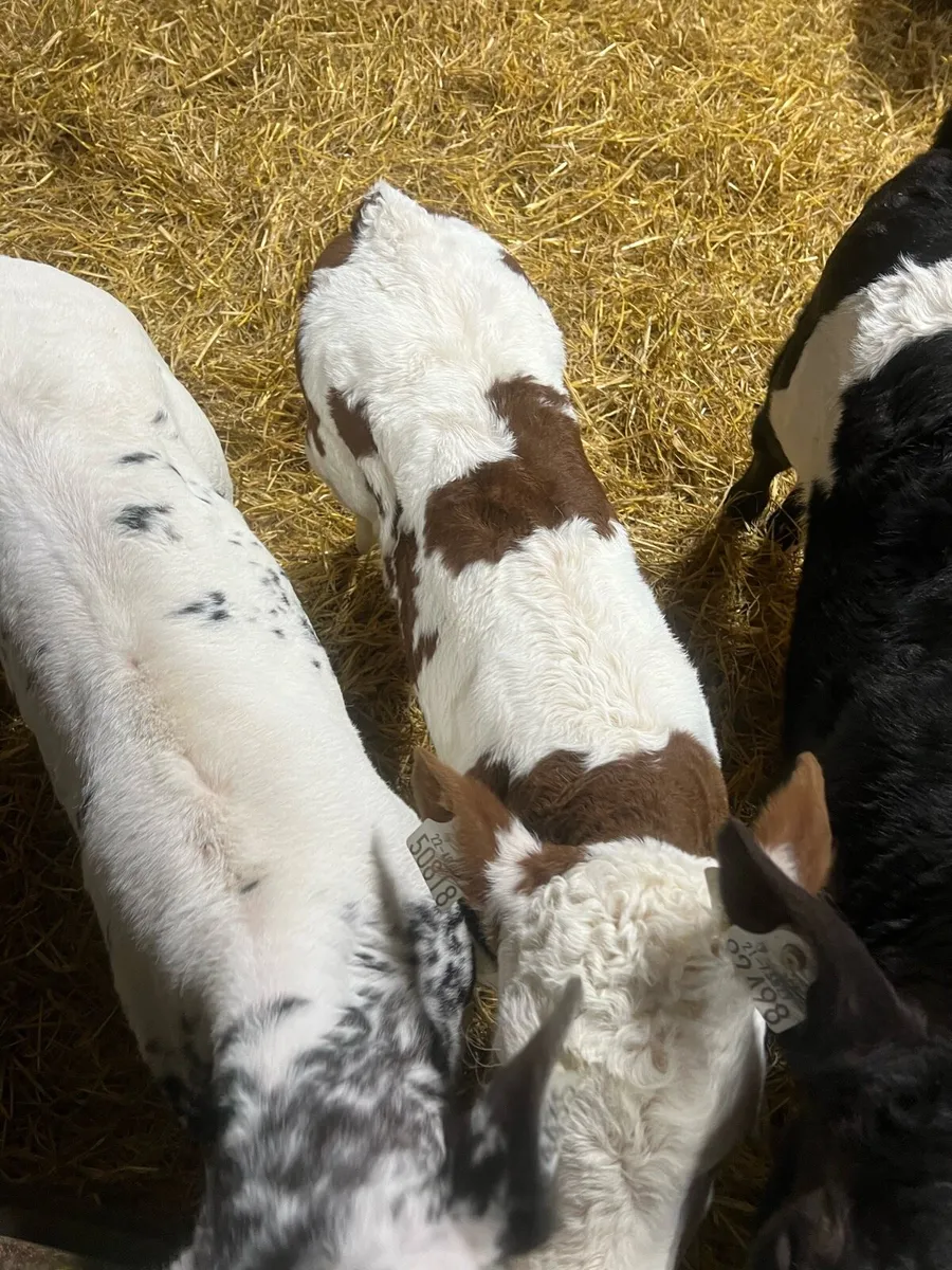 Continental heifer calf’s for sale - Image 2