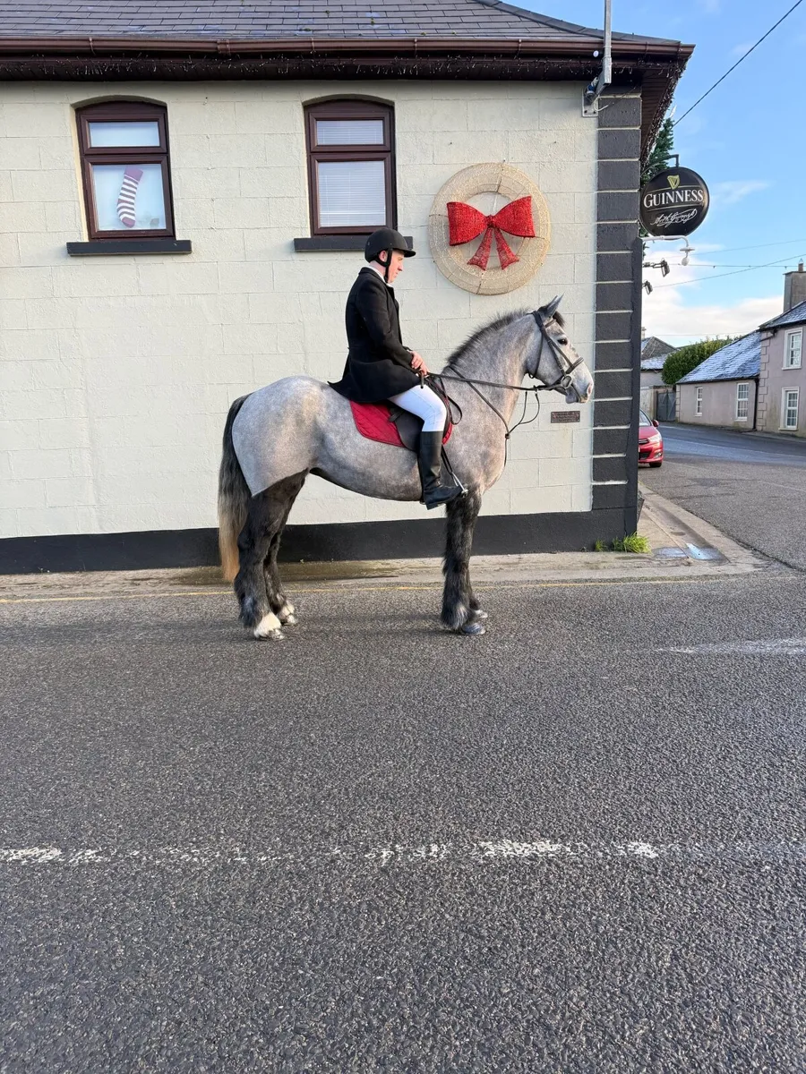 4yo 15.3hh Mare - Image 1