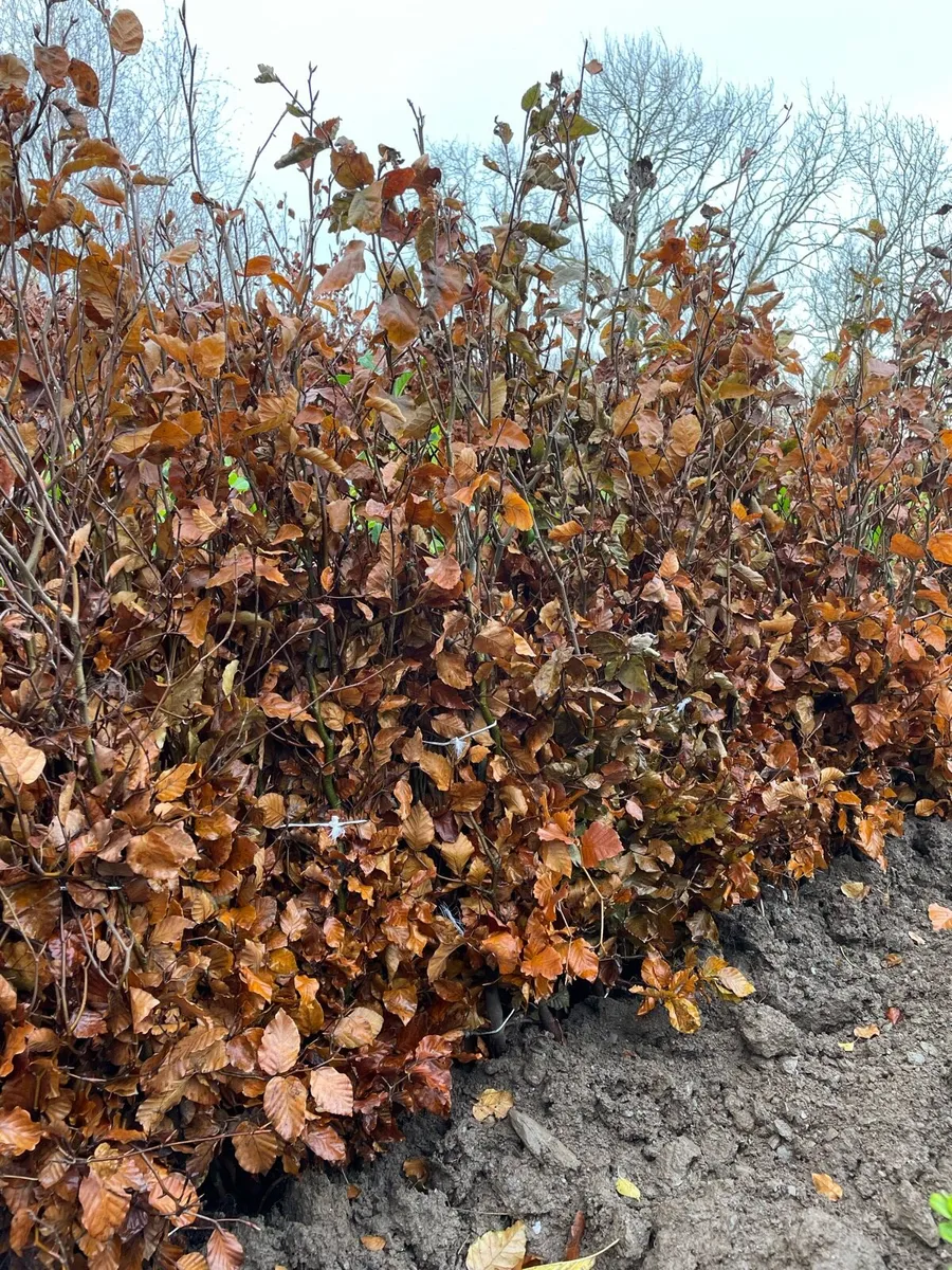 Trees & Hedging - Image 4