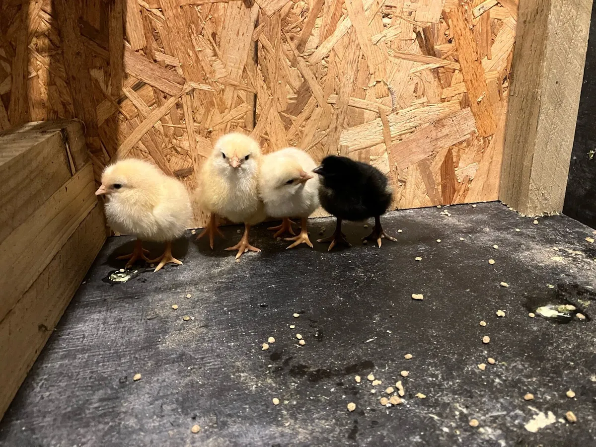Day old chicks - Image 1