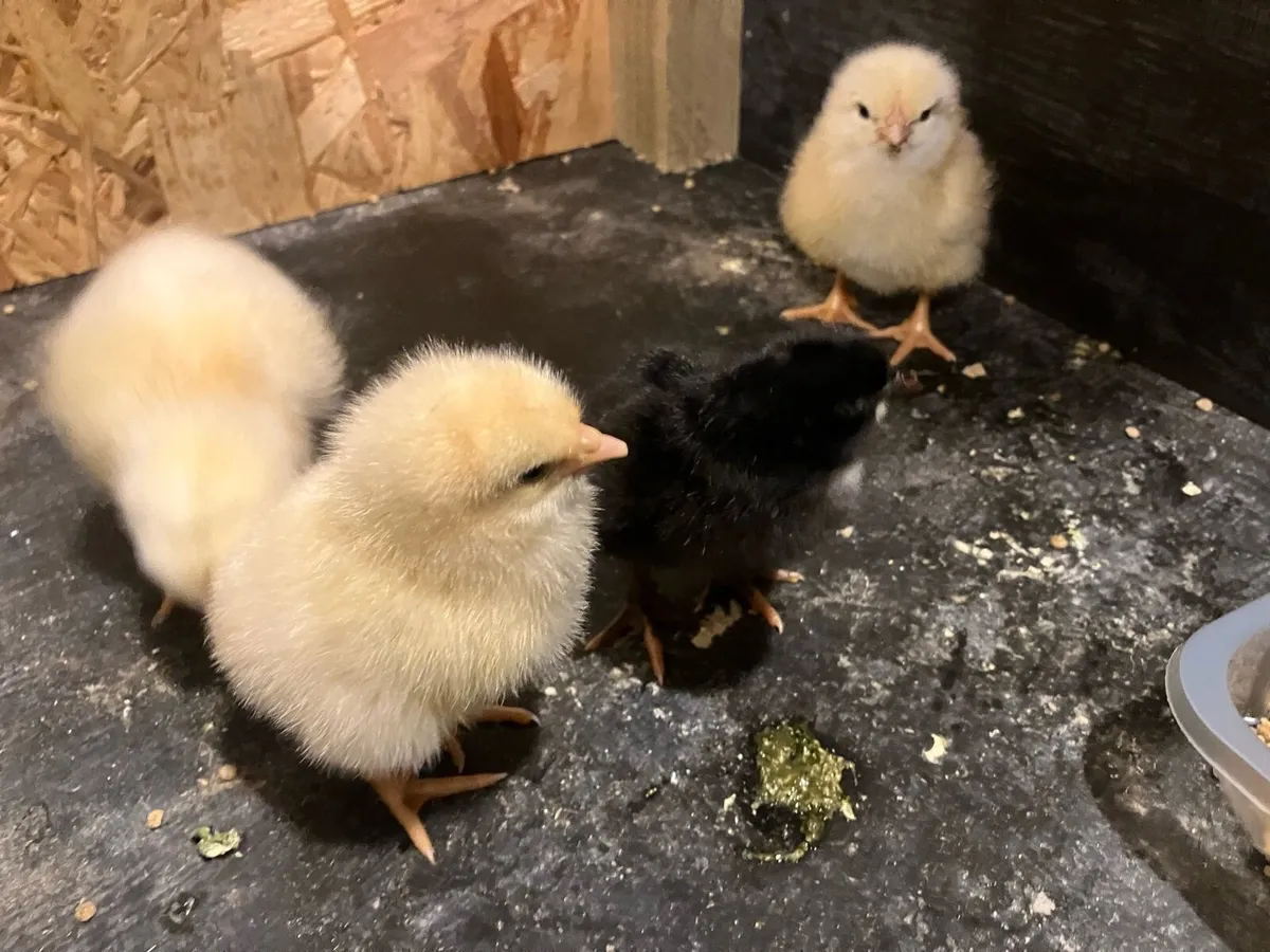Day old chicks - Image 2